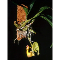 Coryanthes Verrucolineata
