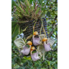 Coryanthes Macrantha