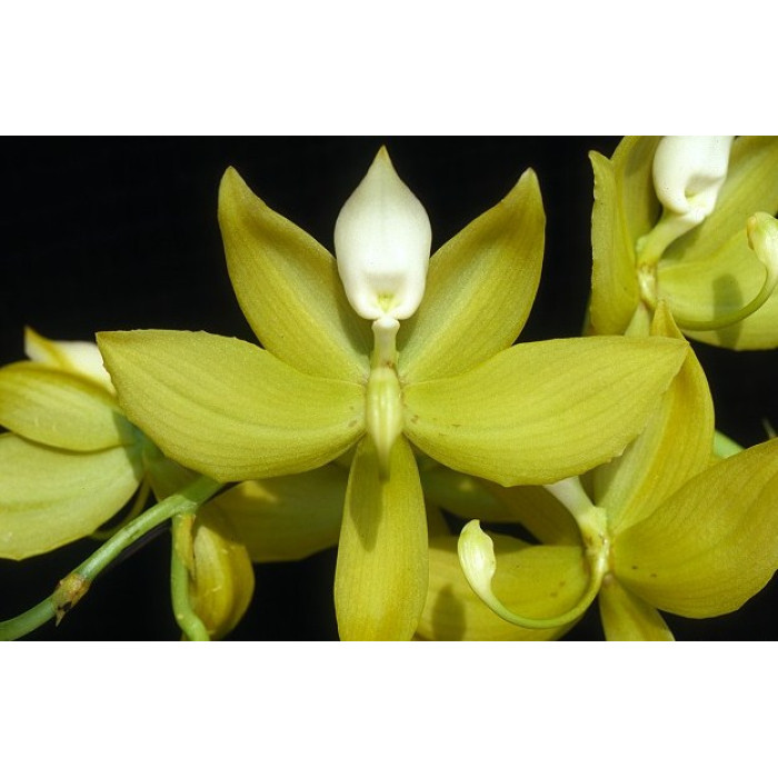 Катасетум (Jumbo Dragon Jumbo Green)