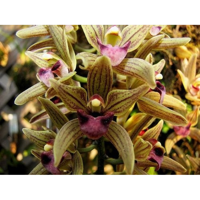 Cym. Devonianum