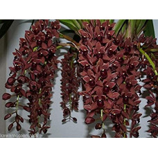 Cym. Dorothy Stockstill Forgotten Fruit
