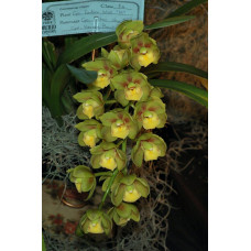 Cym. Eastern Wind Emerald 1,7