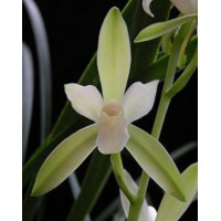Cym. Ensifolium Chun Tao