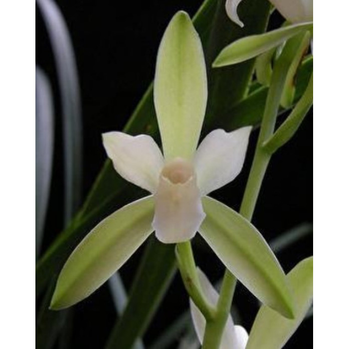 Cym. Ensifolium Chun Tao