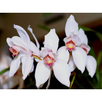 Cym. Erythrostylum