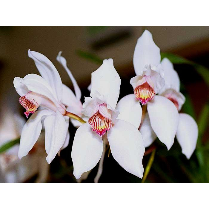 Cym. Erythrostylum