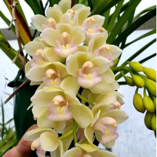 Cym. Sweet Heart Fragrant Orchids 1,7