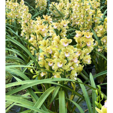 Cym. Sweet Heart Fragrant Orchids