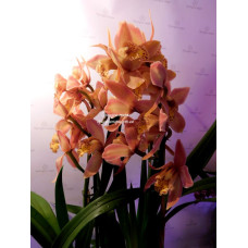 Cymbidium персиковый