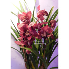 Cymbidium розовый