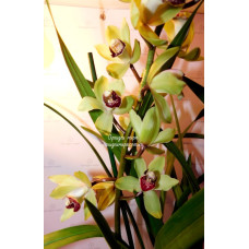 Cymbidium салатовый