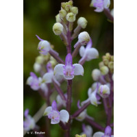 Cynorchis Ridleyi