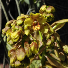 Cyrt. Palmifrons