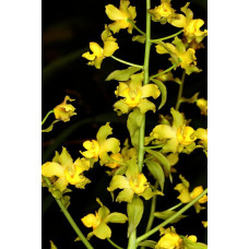Cyrt. Andersonii