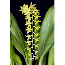 Dendrochilum Uncatum