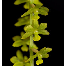 Dendrochilum Filiforme Dendrochilum Filiforme