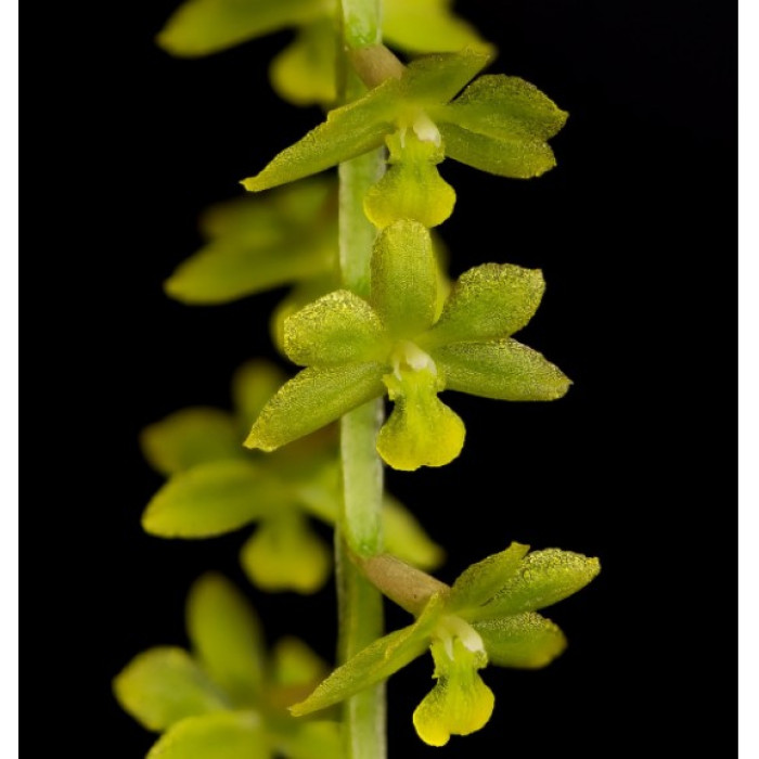 Dendrochilum Filiforme