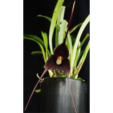 Dracula Anthracina Colombia