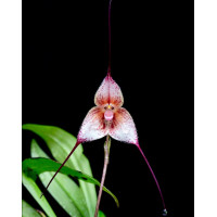 Dracula Venefica Colombia
