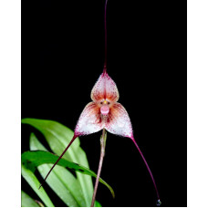 Dracula Venefica Colombia