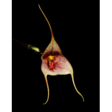Dracula Venosa