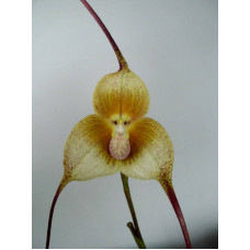 Dracula Verticulosa