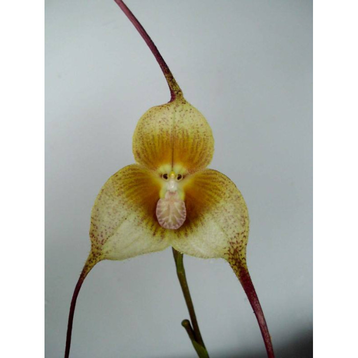 Dracula Verticulosa