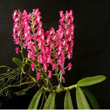 Dyakia Hendersoniana