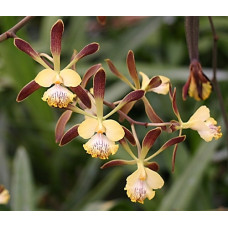 Enc. Alata 1,7