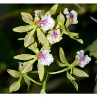 Enc. Ambigua