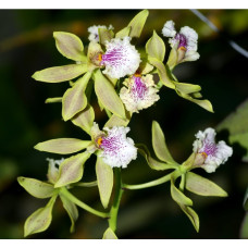 Enc. Ambigua