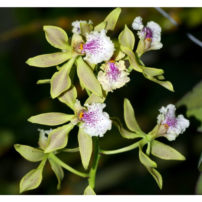 Enc. Ambigua
