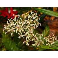 Enc. Aromatica