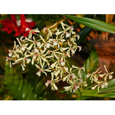 Enc. Aromatica
