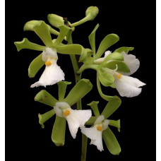 Enc. Cordigera var. alba