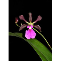 Enc. Cordigera