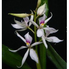 Enc. Fausta