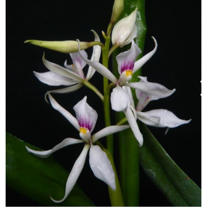 Enc. Fausta
