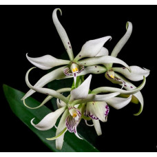 Enc. Fragrans