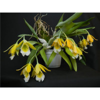 Enc. Mariae x Citrina