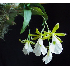 Enc. Mariae