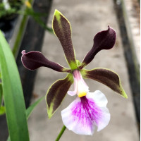 Enc. Shinfong Smile x Cordigera alba 1,7