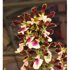 Enc. Shinfong Smile