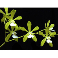 Enc. Tampensis alba