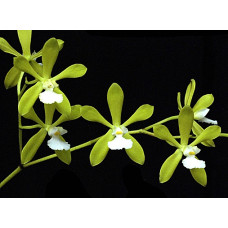 Enc. Tampensis alba