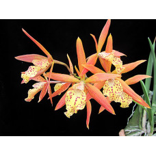 Encyvola Jairak Canary Orange