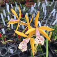 Encyvola Jairak Canary
