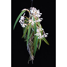 Epi. Falcatum