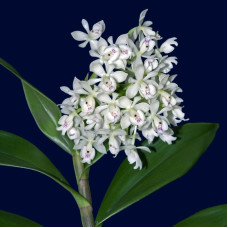 Epi. Hugomedinae