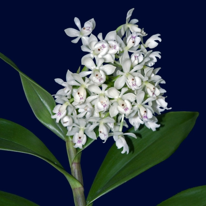 Epi. Hugomedinae